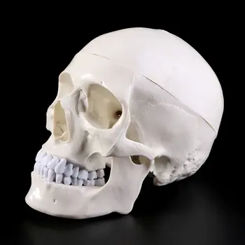 Анатомическая анатомия человека Голова скелет череп Обучающая модель Школьные принадлежности учебный инструмент