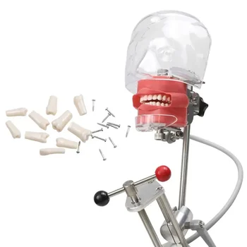 Стоматологический симулятор, модель фантомной головки, модель зубной головки для обучения стоматолога, инструмент для зуботехнической лаборатории